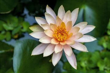 Peach Waterlily