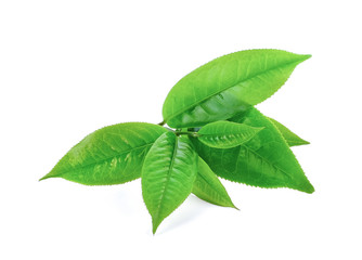 green tea leaf isolated on white background