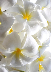Fresh white frangipani flowers with drops of water.