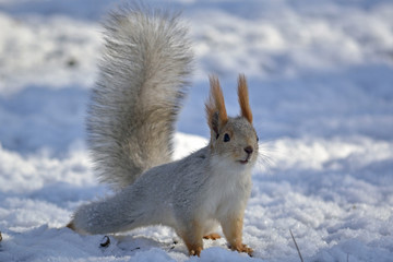 squirrel in snow