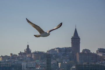seagull in the city