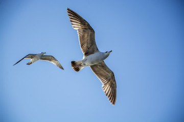seagull flying in the sky