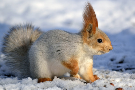 red squirrel © Павел Кочубеев
