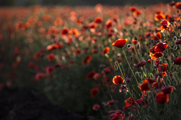 Obraz na płótnie Canvas poppy field of red poppies