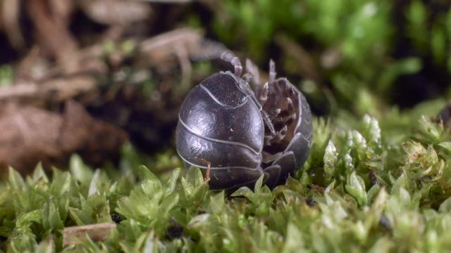 Pill woodlouse or pill bug (Armadilliidium sp.). These woodlice roll into a ball as a defence from predators.
