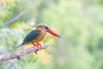 Stork-billed Kingfisher