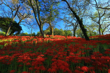 宮城県　彼岸花群生地