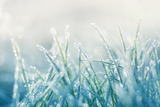 Grass in the frost. Frost on the grass in the morning sun.Winter natural plant background in cold blue tones.  Grass background in  pastel colors.November and December. Late Autumn. Winter time