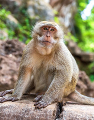 Naklejka na ściany i meble Adult monkey sit in the forest
