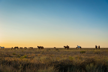 Fototapeta na wymiar Wild Horses at sunrise n steppe in Kazakhstan. 