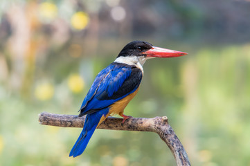 Black-capped Kingfisher