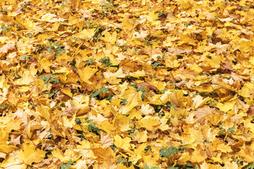 ground covered with fallen dry yellow leaves. natural autumnal background