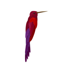 Hummingbird, colibri with bright colorful plumage vector Illustration on a white background