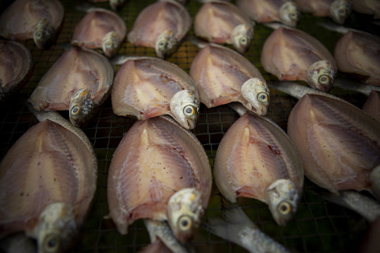 Sun Dry Of Mullet Fish In Prachuap Khiri Khan Southern Of Thailand