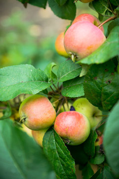 Ripe apples on the tree. Selective focus. Shallow depth of field.