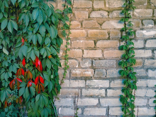 Wall covered with green leaves of wild grape. Brick wall texture with ivy. Natural background.