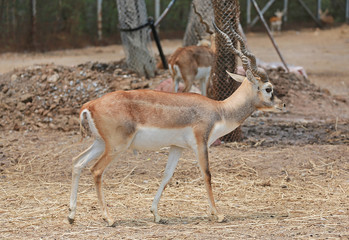 Blackbuck deer (Antilope cervicapra) in zoo.
