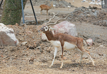 Blackbuck deer is peeing.