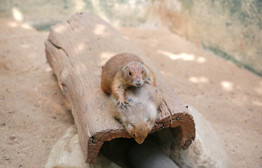 Black tailed prairie dog (Cynomys ludovicianus)
