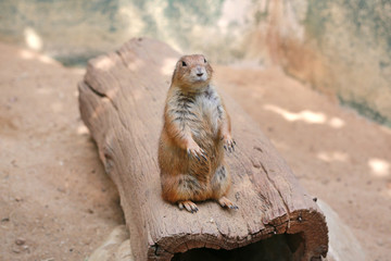 Fototapeta premium Black tailed prairie dog (Cynomys ludovicianus)