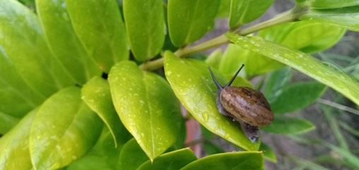 The snaill on the leaves to avoid danger.