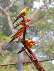 Sun conure parrots on tree.