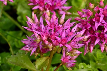 Камнеломка фиолетовая в саду