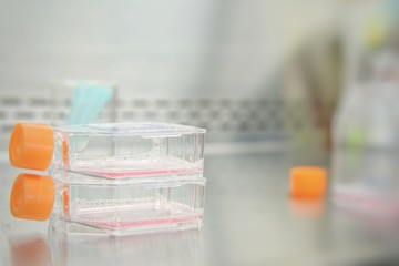 Cell Culture Flasks or Tissue Culture Flasks for monolayers cells in the culture medium in the laboratory room with copy space.