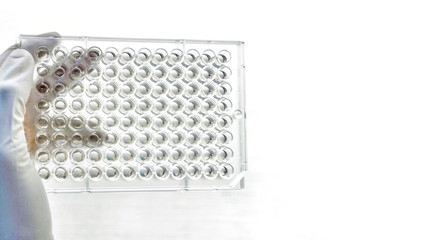 Closeup image of Screening the cell cytotoxicity by MTT assay in microtiter plate. Mtt is used to...