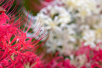 A cluster amaryllis at Gongendo Park in Satte City, Saitama Prefecture, Japan