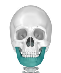 Human scull and marked lower jawl. 3D illustration .