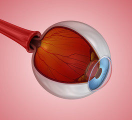 Eye anatomy - inner structure, Medically accurate 3D illustration .