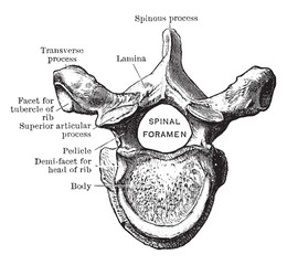 Fifth Thoracic Vertebra Viewed from Above, vintage illustration.