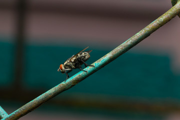 Fly or House fly with selective focus and crop fragment