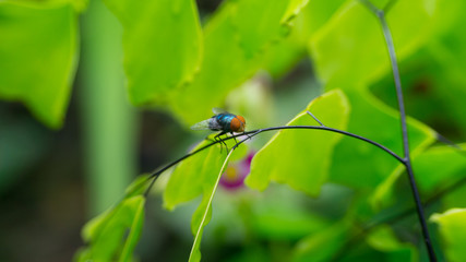 Fly or House fly with selective focus and crop fragment