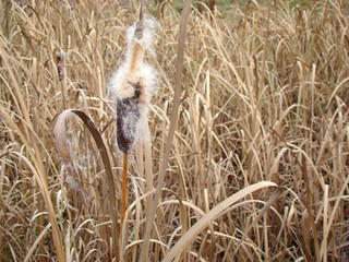 Dry bulrush