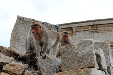The monkeys roaming around Virupaksha Temple of Hampi.