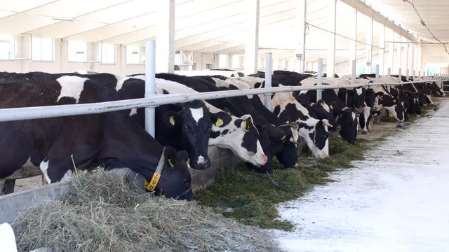 cows stand in the stall and eat silage with flour, the farmer, cows eat grass on the farm, ranch, kine