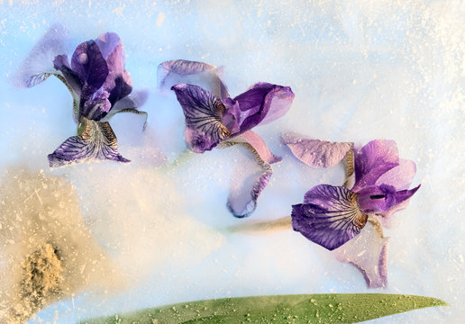 Frozen iris flower