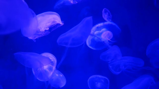 Close-up Jellyfish, Medusa in fish tank with neon light. Jellyfish is free-swimming marine coelenterate with a jellylike bell- or saucer-shaped body that is typically transparent.