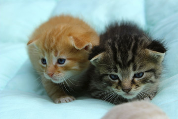 Fototapeta na wymiar Pets, Animals Concept. Two Little Tabby Kittens.