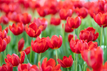 red tulips in the garden