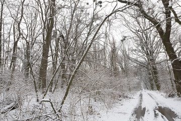 Paths and trees covered with snow.