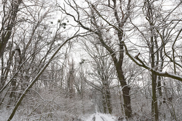 Paths and trees covered with snow.