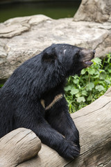 Asian Black Bear is a medium to large sized species of bear that is found inhabiting the deciduous tropical forest throughout Asia.