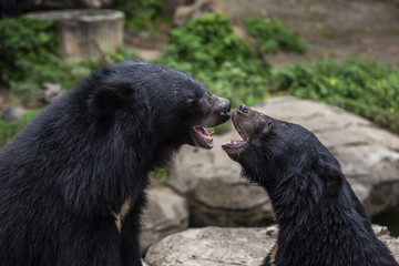 Asian Black Bear is a medium to large sized species of bear that is found inhabiting the deciduous tropical forest throughout Asia.