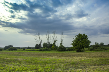 Fototapeta na wymiar Deciduous tree in the meadow, dead trees in the background and dark clouds in the sky