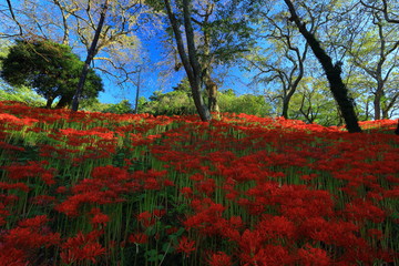 宮城県　彼岸花群生地