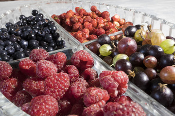 The beet growing on a bed. Beet ordinary. Close up. Vegetable background vertical. Beta.