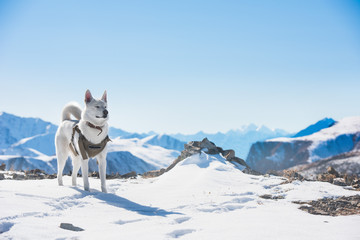 White husky dog snow mountains
